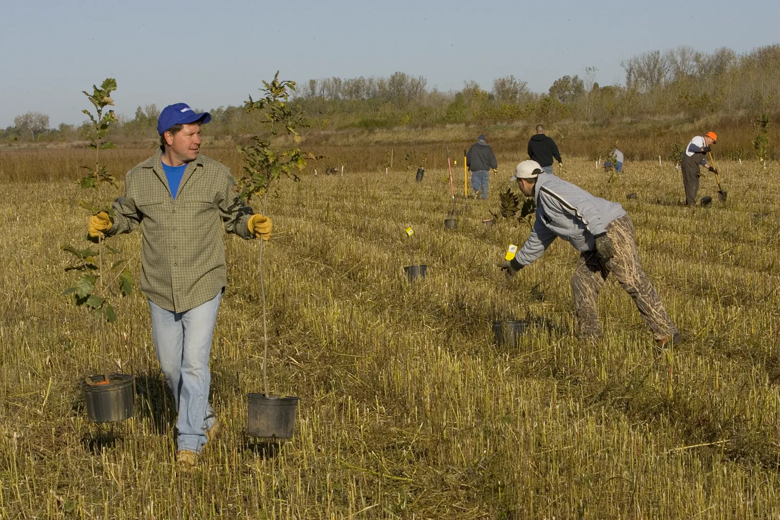 Volunteers planting young trees during a restoration project