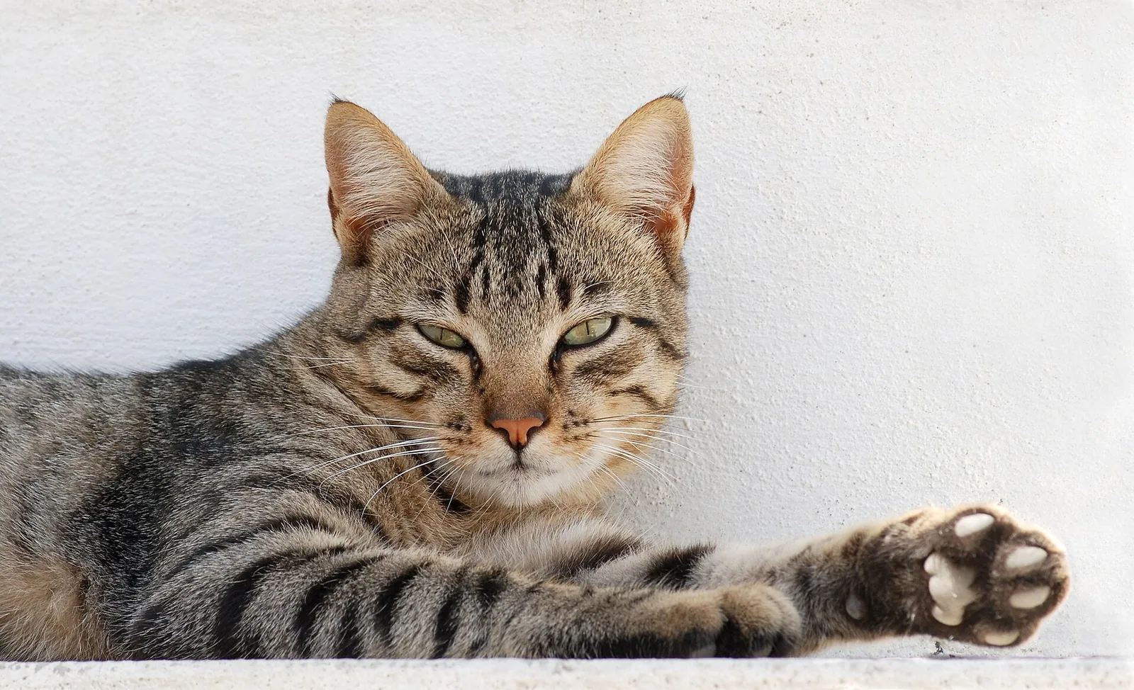 Cats — real photography representing this cause