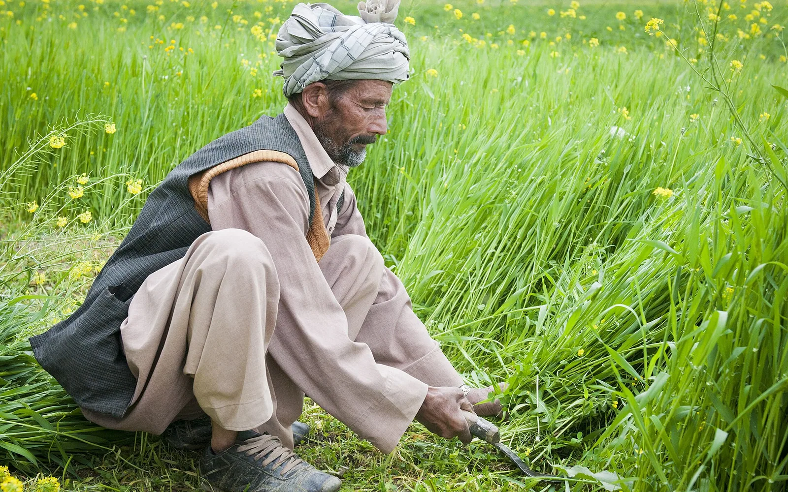 Agriculture — real photography representing this cause