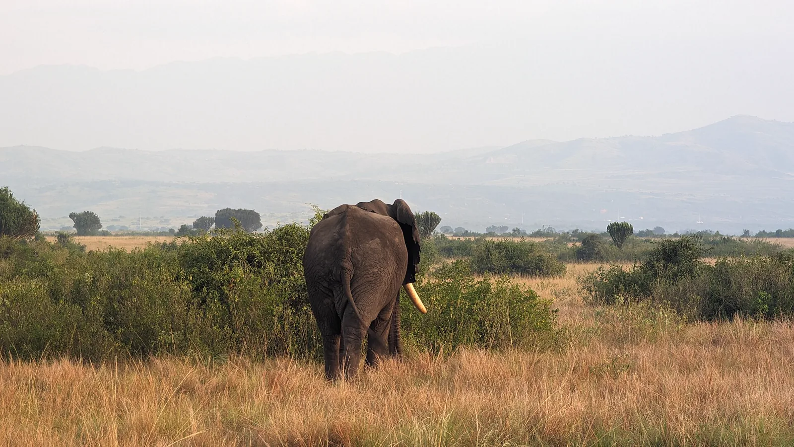 Wildlife roaming a protected savanna conservation area