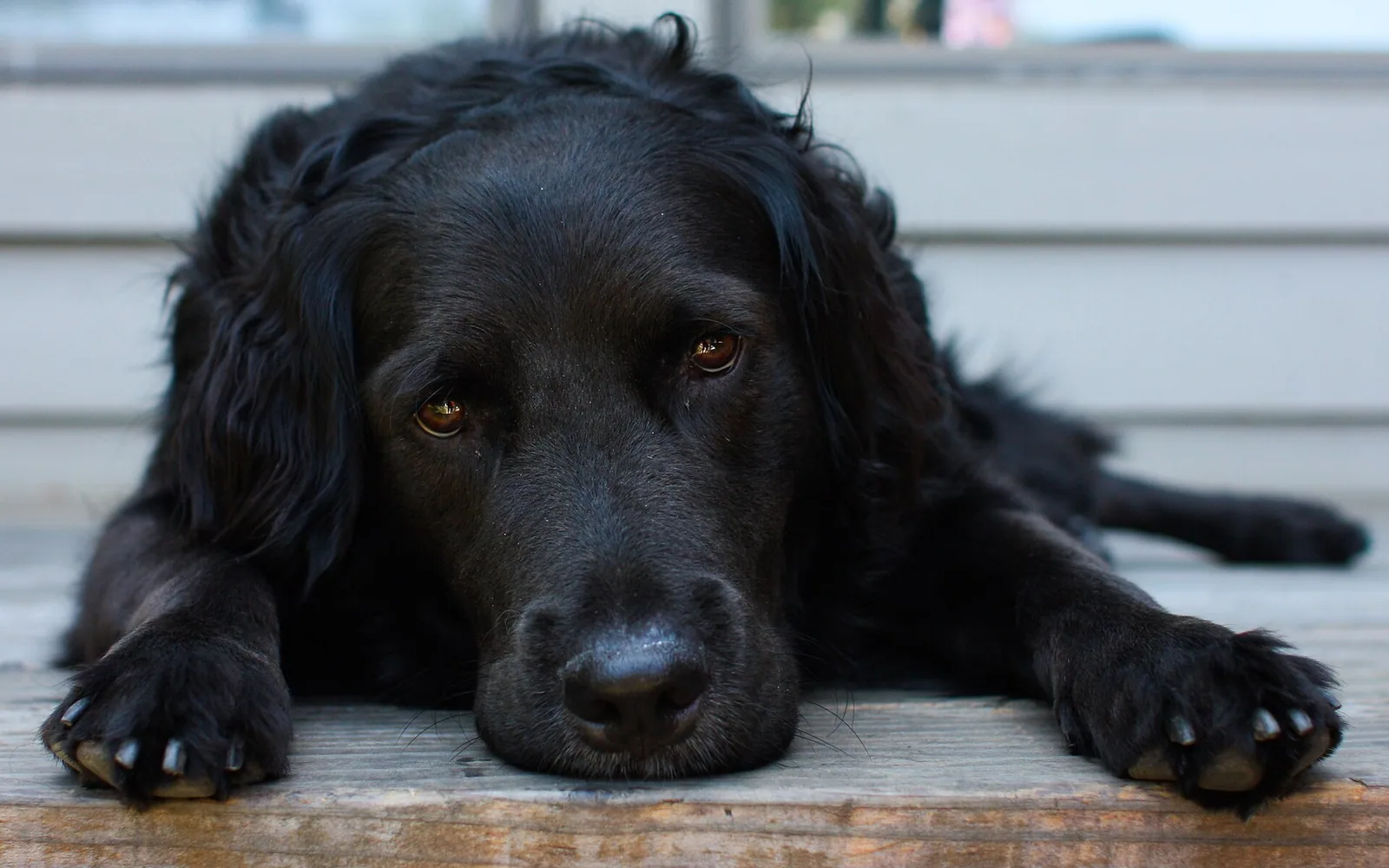 Dogs — real photography representing this cause