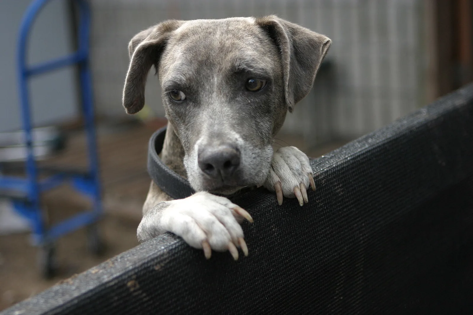 A volunteer caring for a rescued dog at an animal shelter