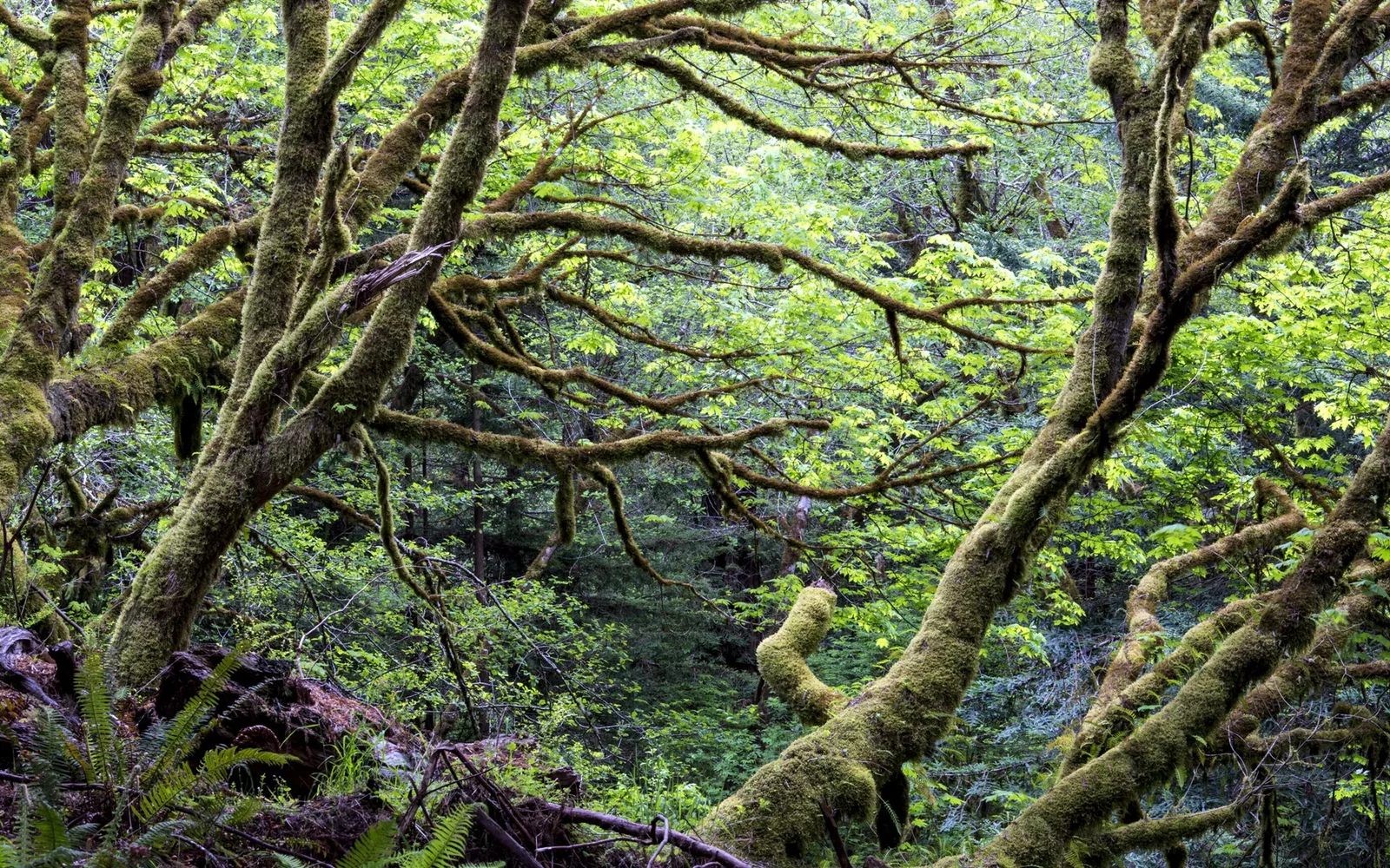 Conservation — real photography representing this cause